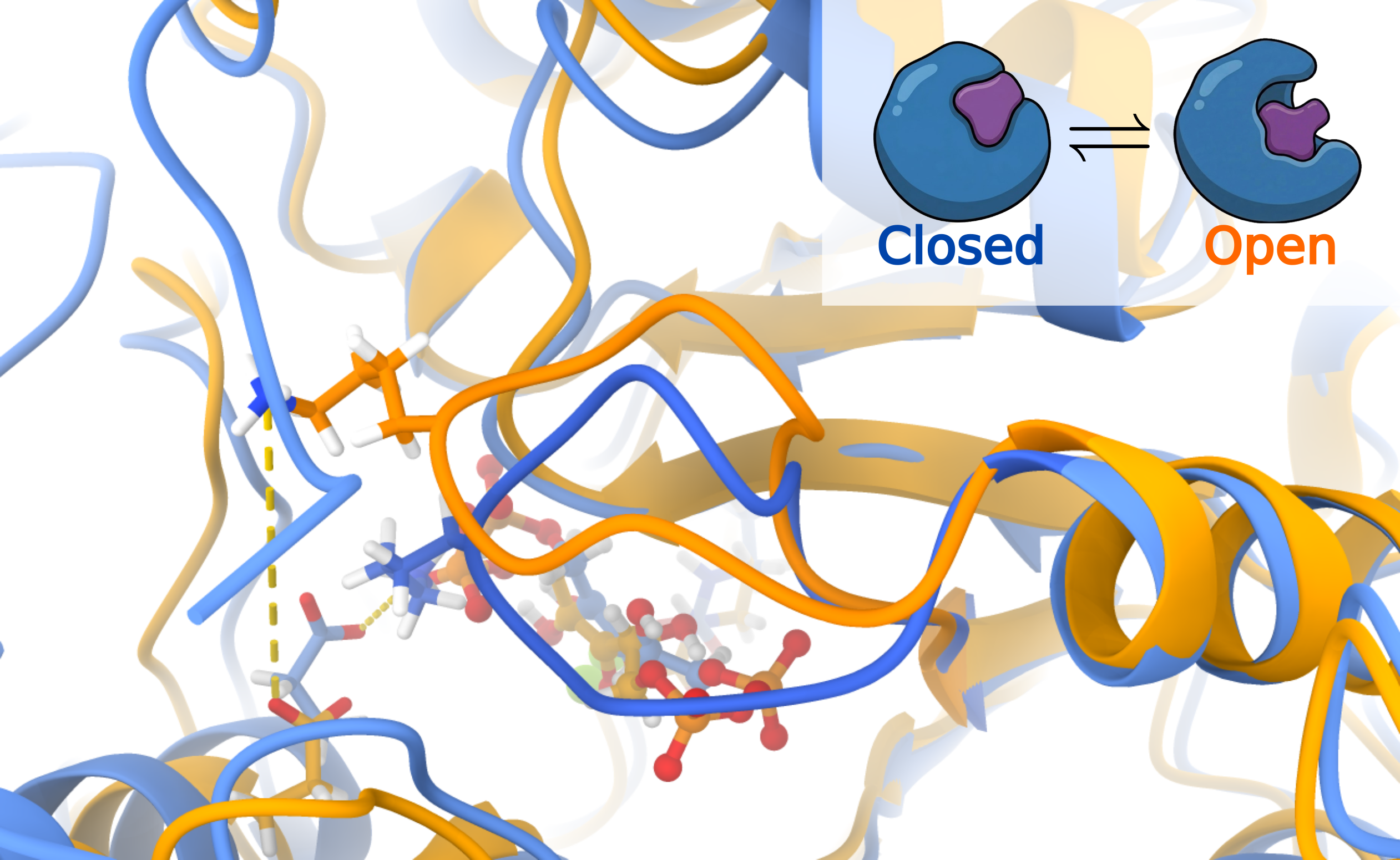 RuBisCO conformational changes